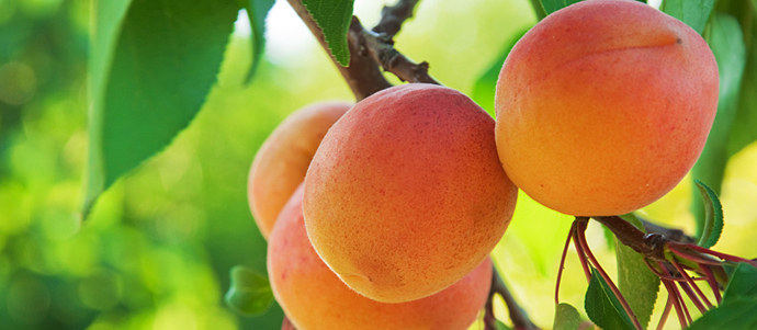 On MARILLE – Promoting plurilingualism in the majority language classroom